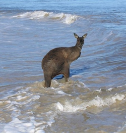 kangaroos swimming