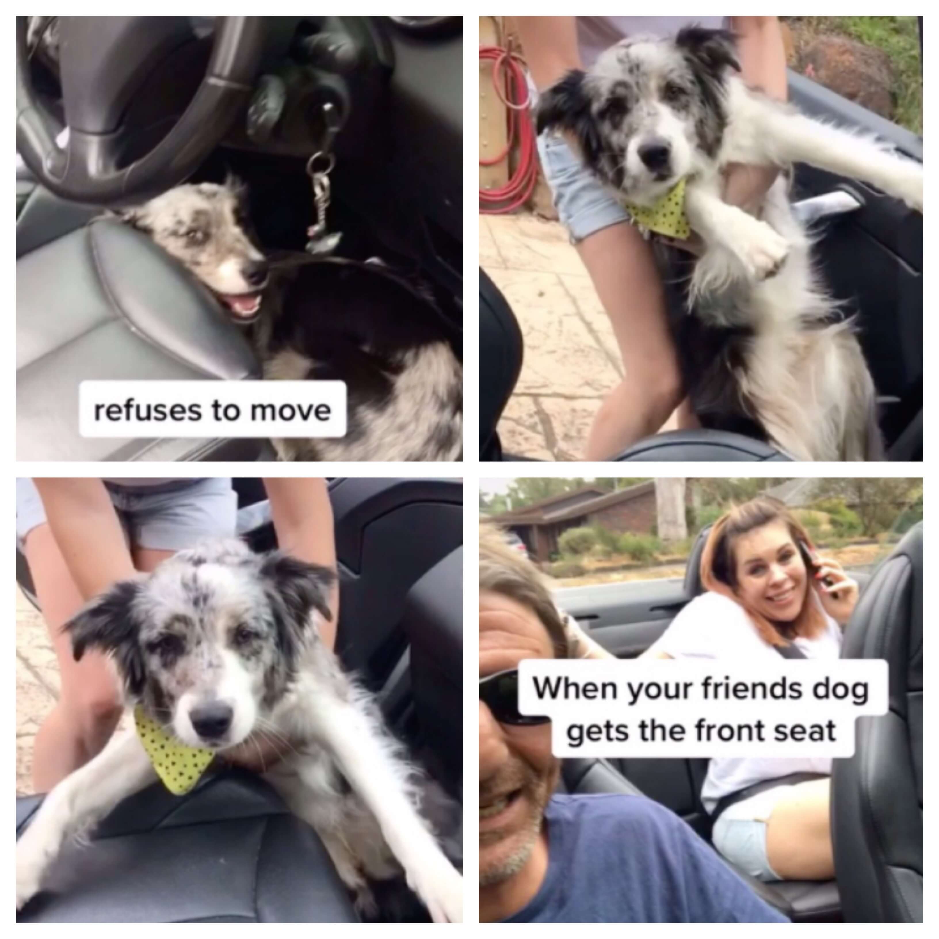 Storm the rescue dog