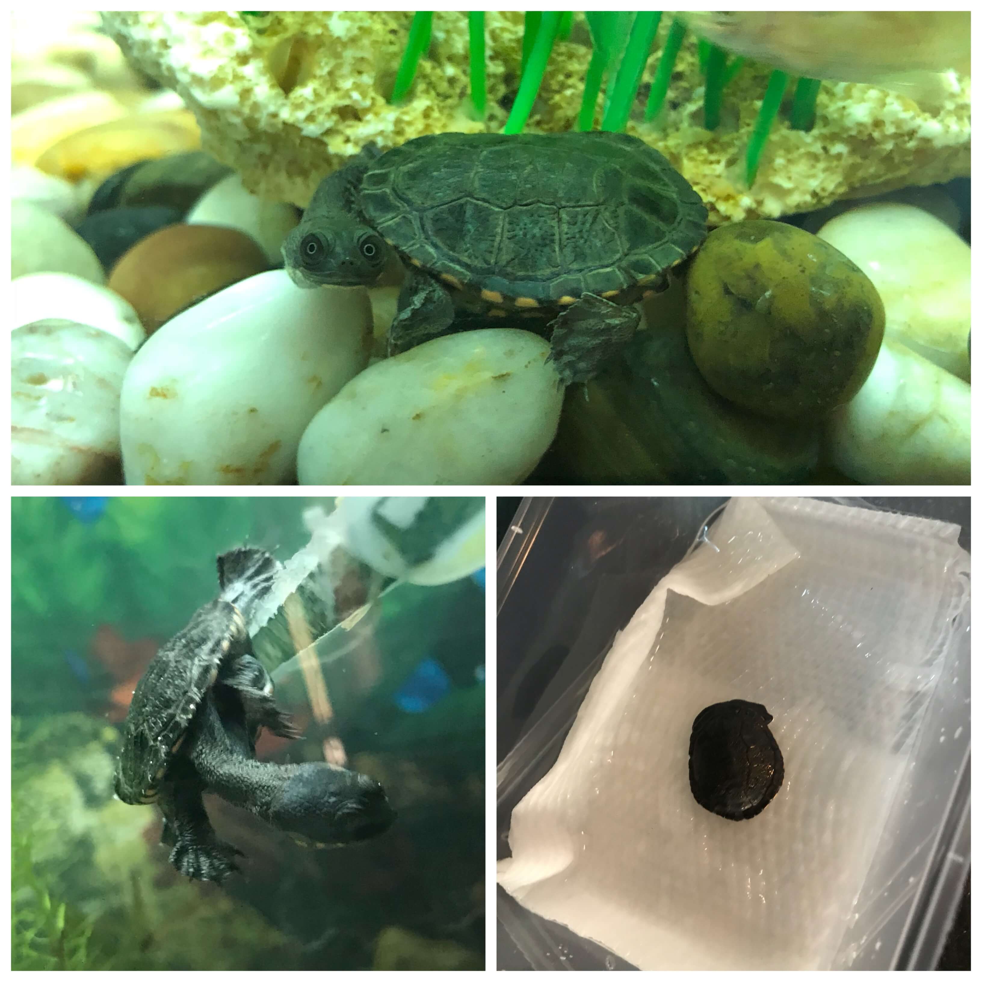 Pretzel the long necked turtle