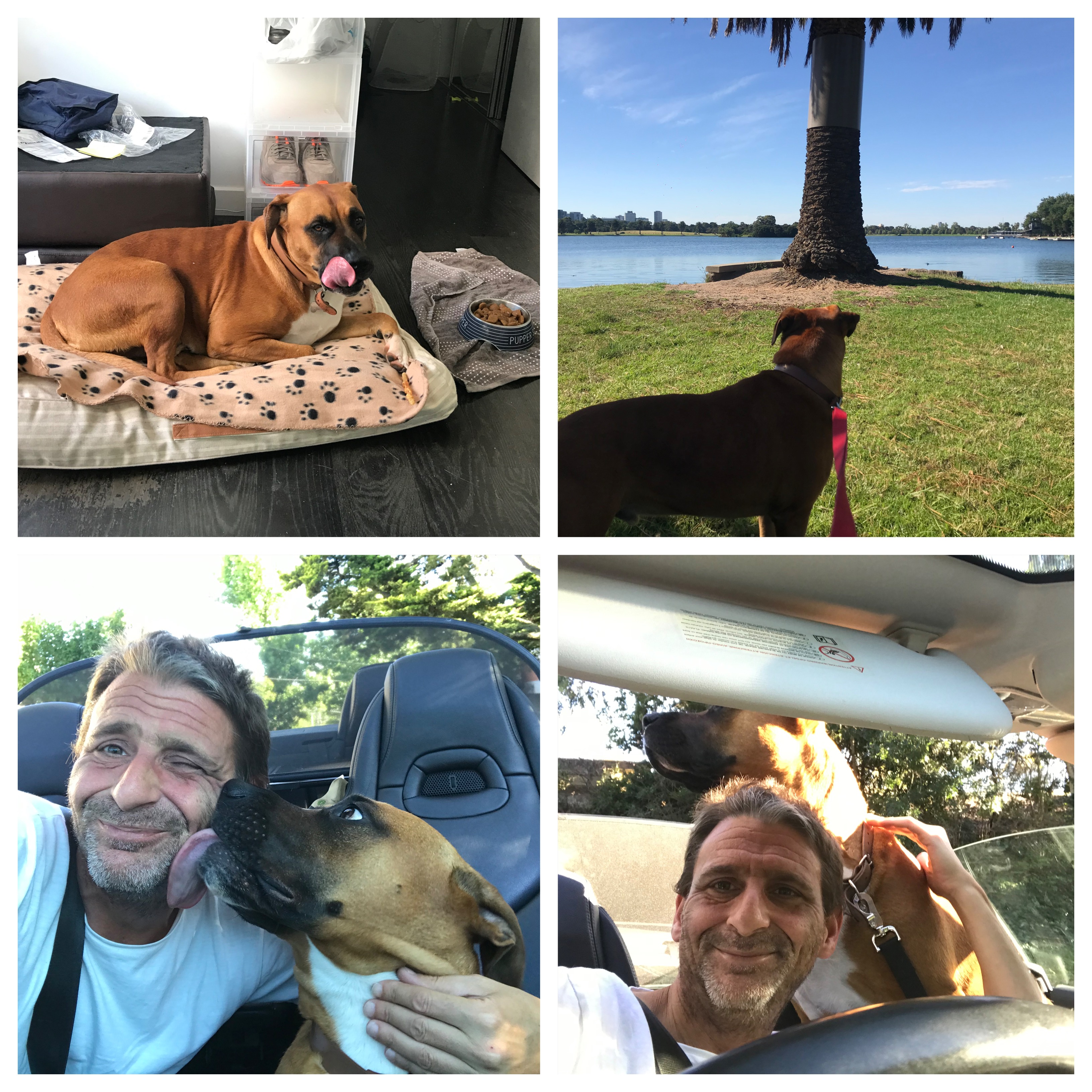 Dog Sitting with Chase