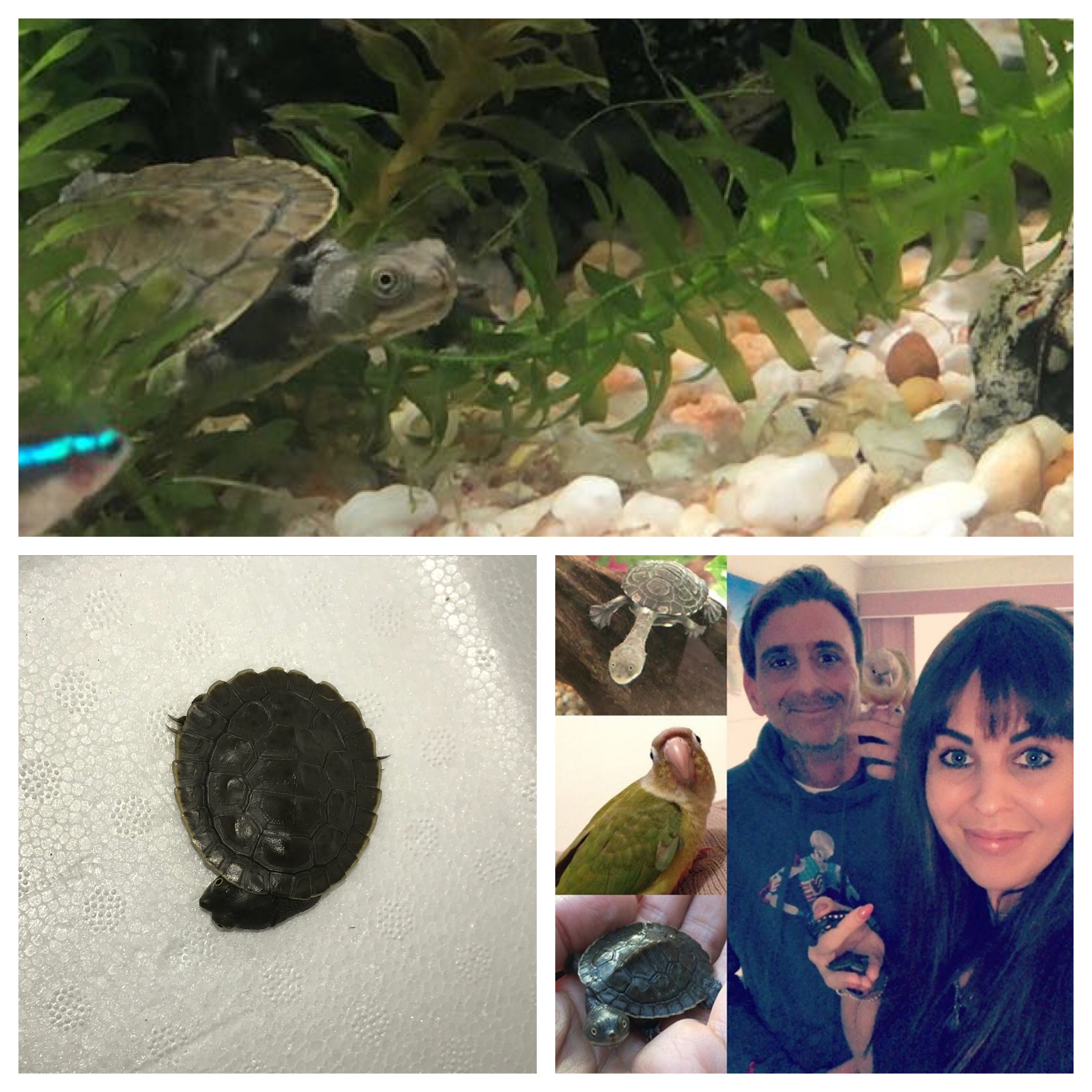 Gözleme the short necked tutle