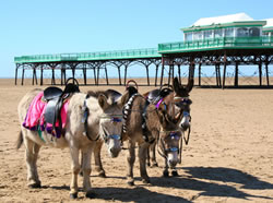 St Annes Donkey Rides